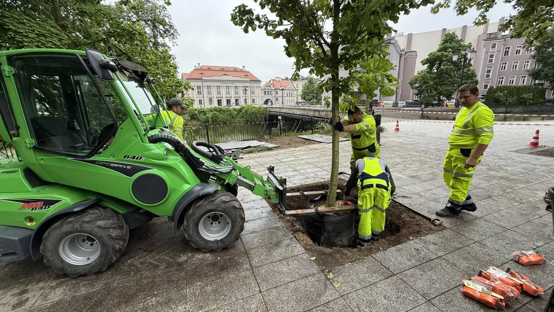Zespół Greensystem sadzi drzewo z bryłą korzeniową w centrum Kalisza