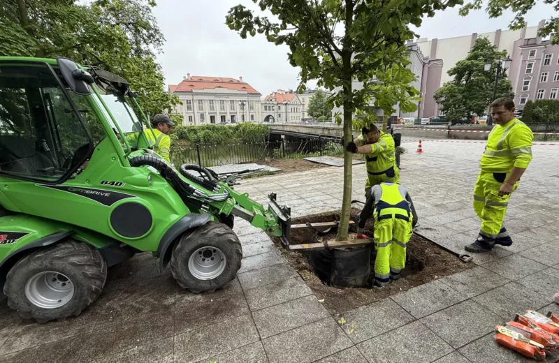 Zespół Greensystem sadzi drzewo z bryłą korzeniową w centrum Kalisza