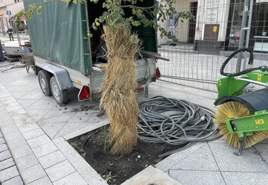 Czosnki ozdobne i tulipany w rabacie przed ratuszem