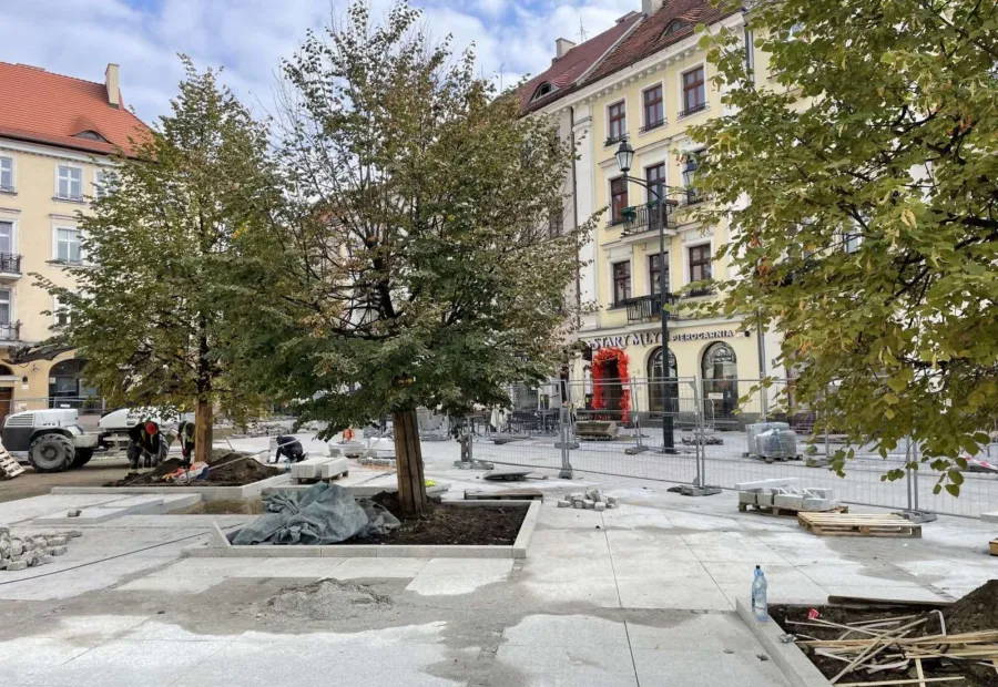 Drzewa w misach na przebudowanej płycie rynku