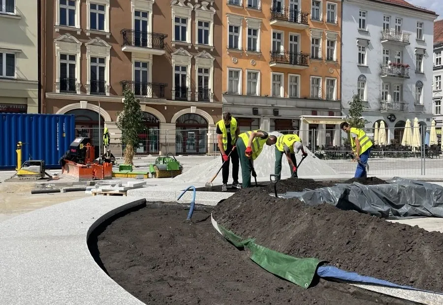 Transport drzew z bryłą korzeniową na rynek