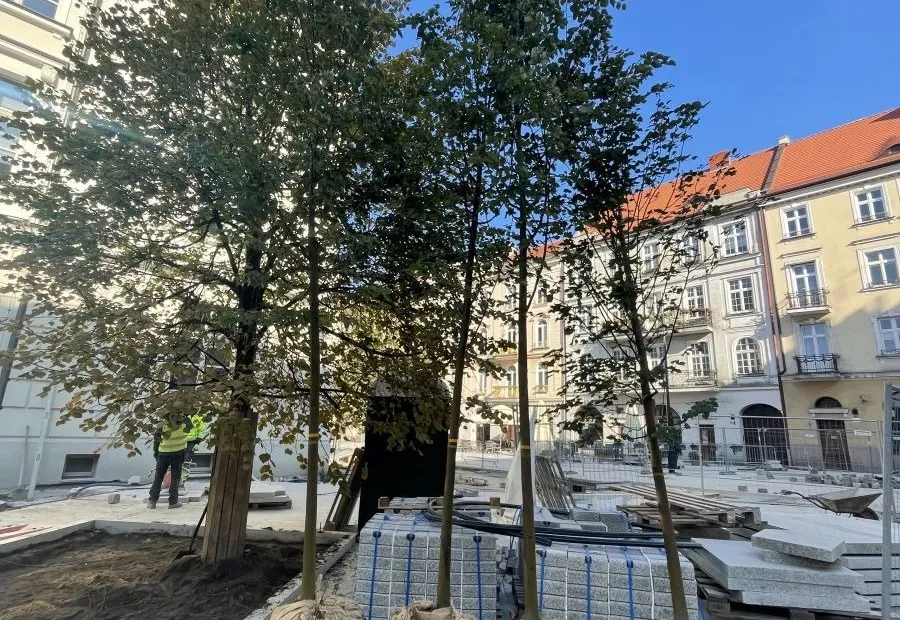 Lipy z bryłą korzeniową przygotowane do posadzenia
