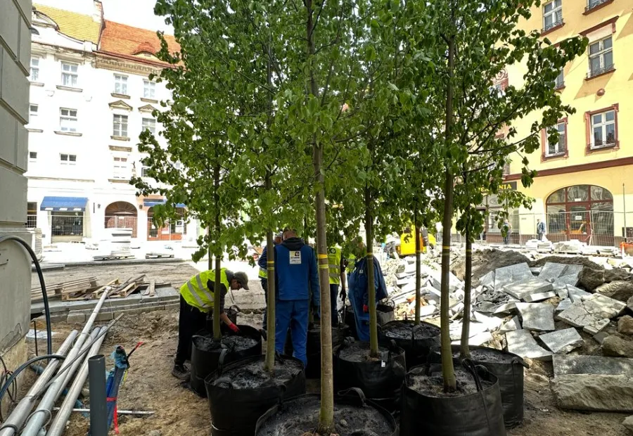 Dorosłe drzewa z bryłą korzeniową przed posadzeniem w centrum miasta