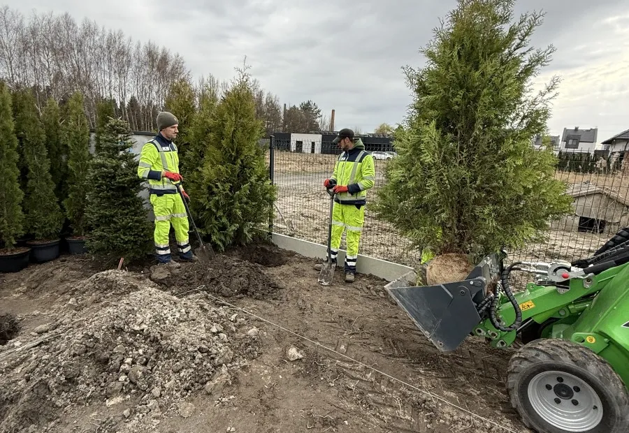 Sadzenie żywopłotu z tui - prace zespołu Greensystem